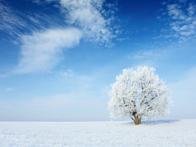 Обои небо, облака, снег, природа, дерево, зима, пейзаж, иней, the sky, clouds, snow, nature, tree, winter, landscape, frost разрешение 2880x1800 Загрузить