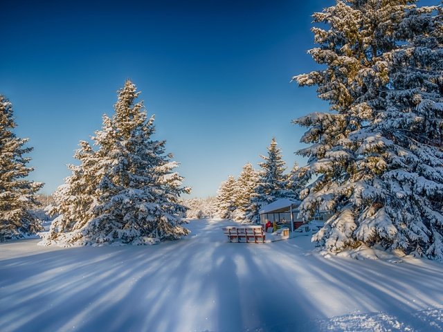 Обои природа, лес, зима, nature, forest, winter разрешение 2880x1800 Загрузить