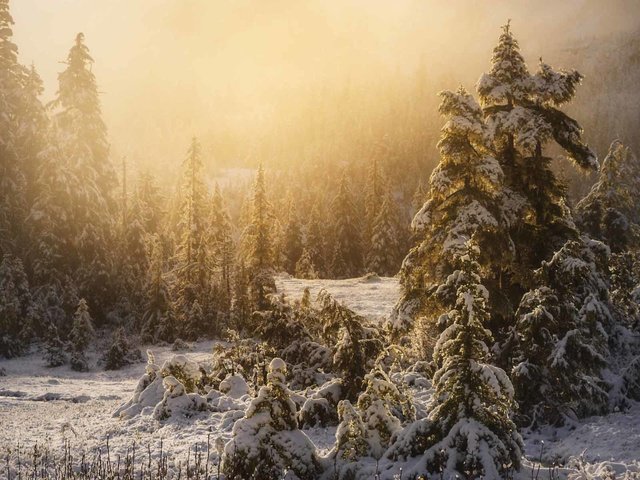 Обои деревья, снег, природа, лес, зима, туман, trees, snow, nature, forest, winter, fog разрешение 1920x1200 Загрузить