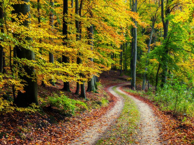 Обои дорога, природа, лес, осень, road, nature, forest, autumn разрешение 1920x1200 Загрузить