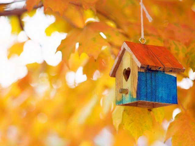 Обои листья, макро, ветки, осень, скворечник, leaves, macro, branches, autumn, birdhouse разрешение 1920x1200 Загрузить