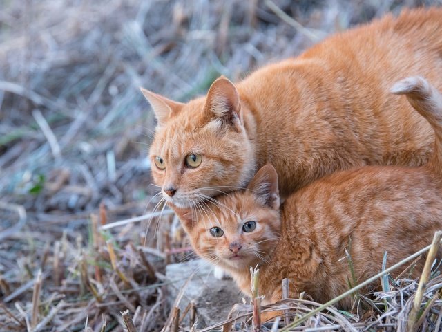 Обои трава, усы, кошка, взгляд, котенок, кошки, мордочки, grass, mustache, cat, look, kitty, cats, faces разрешение 1920x1200 Загрузить