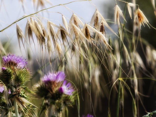 Обои цветы, трава, природа, растения, макро, колоски, чертополох, theophilos papadopoulos, flowers, grass, nature, plants, macro, spikelets, thistle разрешение 4752x3168 Загрузить