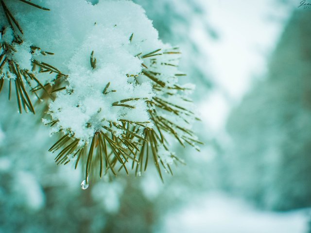 Обои ветка, снег, хвоя, зима, макро, сосна, branch, snow, needles, winter, macro, pine разрешение 1920x1200 Загрузить