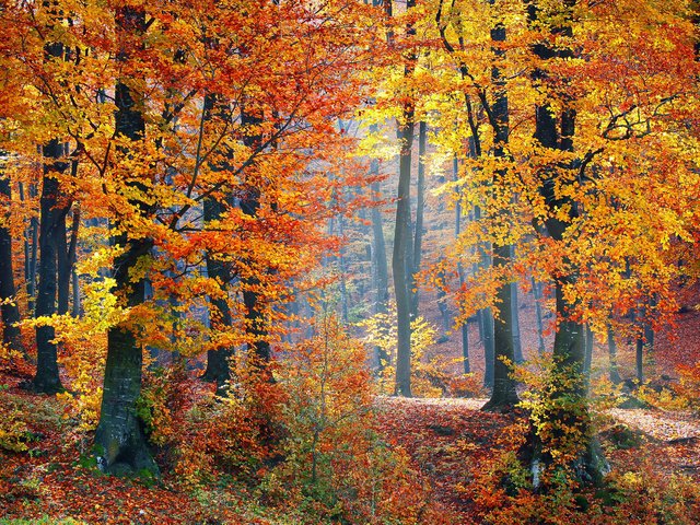 Обои природа, лес, осень, nature, forest, autumn разрешение 2880x1800 Загрузить