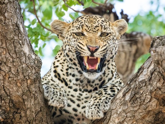 Обои морда, леопард, хищник, большая кошка, зубы, face, leopard, predator, big cat, teeth разрешение 2560x1700 Загрузить