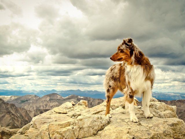 Обои небо, облака, горы, собака, австралийская овчарка, the sky, clouds, mountains, dog, australian shepherd разрешение 1920x1200 Загрузить