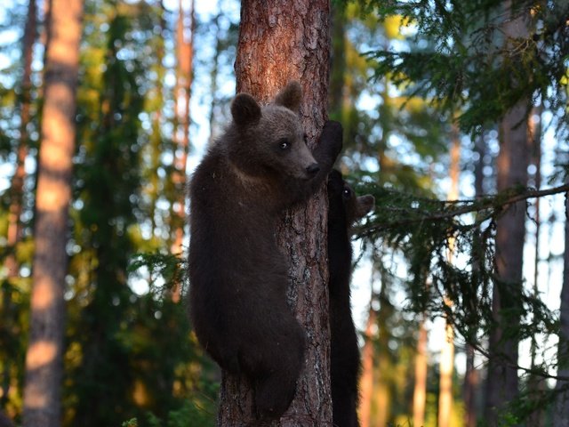 Обои деревья, лес, медведи, медвежата, trees, forest, bears разрешение 2048x1356 Загрузить