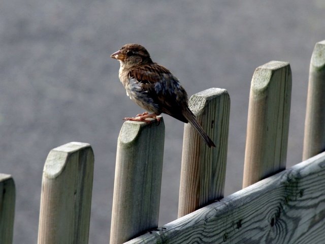 Обои природа, забор, птица, клюв, воробей, перья, nature, the fence, bird, beak, sparrow, feathers разрешение 1920x1200 Загрузить