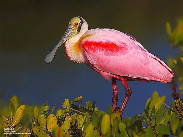 Обои растения, птица, клюв, перья, розовая, колпица, roseate spoonbill, plants, bird, beak, feathers, pink, spoonbill разрешение 1920x1440 Загрузить