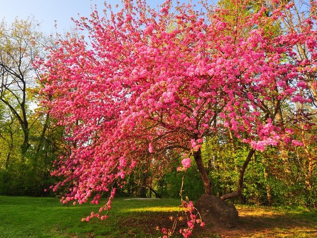 Обои цветы, дерево, цветение, сад, весна, flowers, tree, flowering, garden, spring разрешение 2048x1359 Загрузить