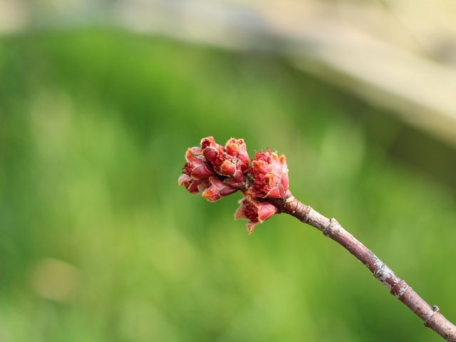 Обои ветка, природа, фон, размытость, весна, почки, branch, nature, background, blur, spring, kidney разрешение 5184x3456 Загрузить