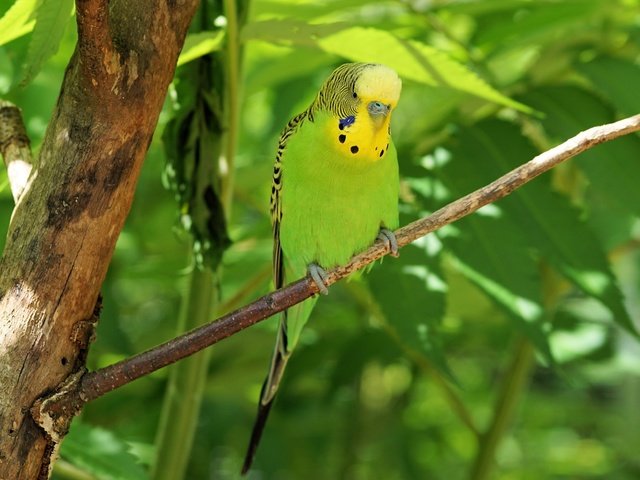 Обои птица, клюв, перья, попугай, волнистый попугайчик, bird, beak, feathers, parrot, budgie разрешение 3432x2388 Загрузить