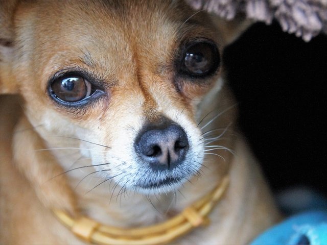 Обои глаза, мордочка, взгляд, собака, чихуахуа, eyes, muzzle, look, dog, chihuahua разрешение 5456x3632 Загрузить