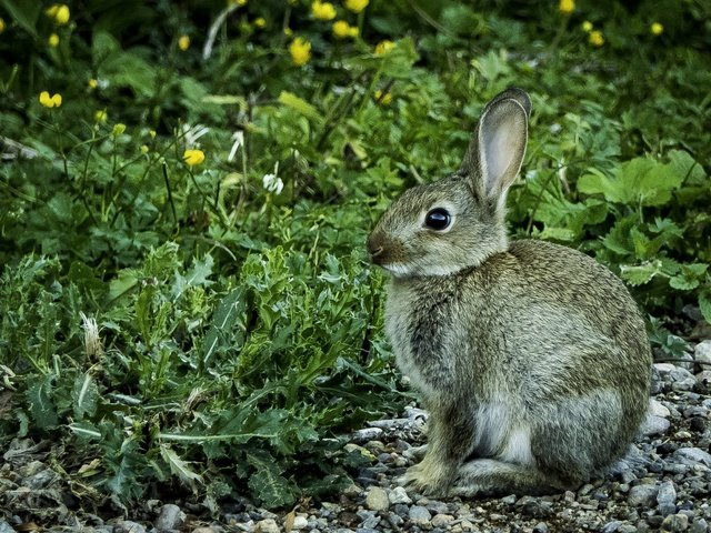 Обои цветы, трава, камни, кролик, животное, заяц, flowers, grass, stones, rabbit, animal, hare разрешение 3313x1873 Загрузить