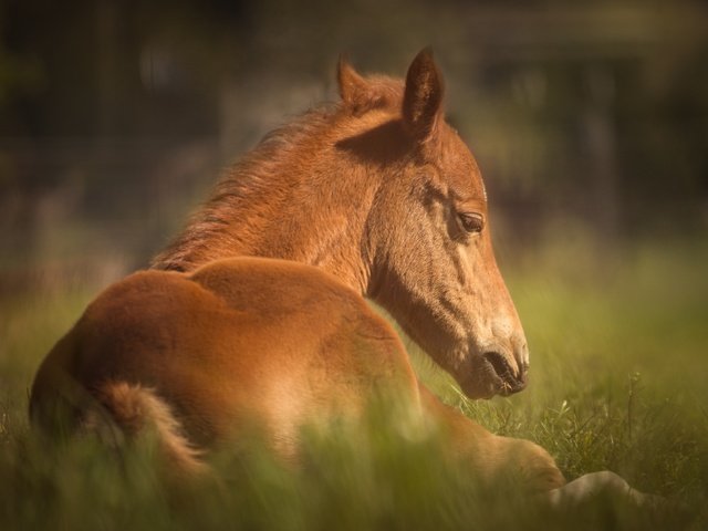 Обои лошадь, трава, животное, конь, horse, grass, animal разрешение 6000x4000 Загрузить