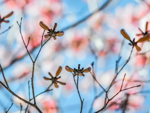 Обои листья, макро, ветки, размытость, leaves, macro, branches, blur разрешение 1920x1080 Загрузить