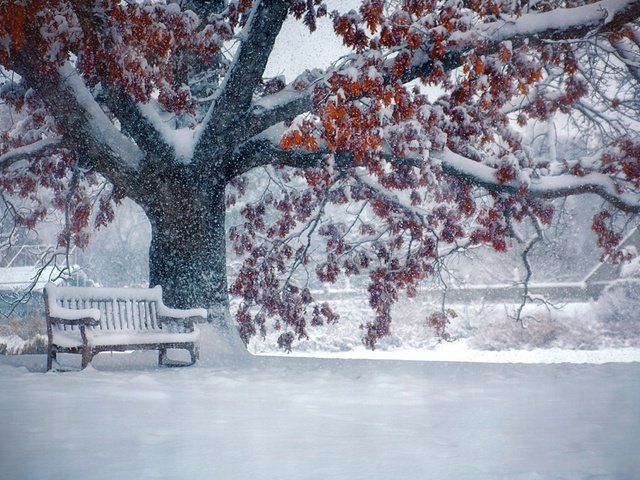 Обои снег, природа, дерево, листья, зима, парк, ветки, скамейка, snow, nature, tree, leaves, winter, park, branches, bench разрешение 1920x1200 Загрузить