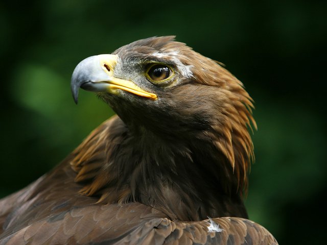 Обои орел, хищник, птица, клюв, беркут, голова, aquila chrysaetos, eagle, predator, bird, beak, head разрешение 1920x1200 Загрузить