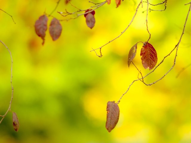 Обои листья, макро, ветки, осень, размытость, leaves, macro, branches, autumn, blur разрешение 2880x1800 Загрузить