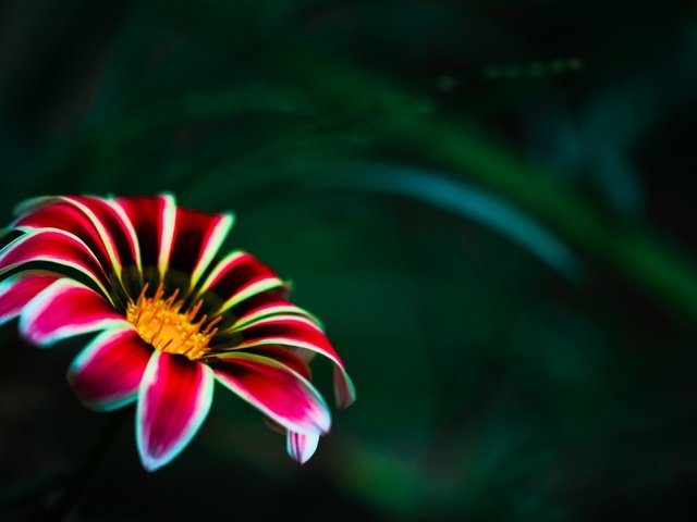 Обои цветок, лепестки, размытость, газания, flower, petals, blur, gazania разрешение 3840x2160 Загрузить