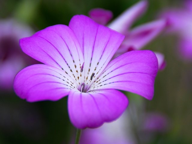 Обои цветок, лепестки, крупным планом, агростемма, flower, petals, closeup, agrostemma разрешение 3872x2592 Загрузить