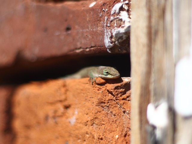 Обои стена, ящерица, кирпичи, рептилия, пресмыкающиеся, wall, lizard, bricks, reptile, reptiles разрешение 3351x1730 Загрузить