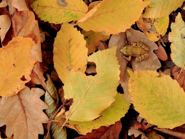 Обои природа, листья, осень, лягушка, желтые листья, nature, leaves, autumn, frog, yellow leaves разрешение 1920x1200 Загрузить