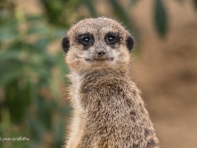 Обои мордочка, взгляд, сурикат, lynn griffiths, muzzle, look, meerkat разрешение 3253x2172 Загрузить