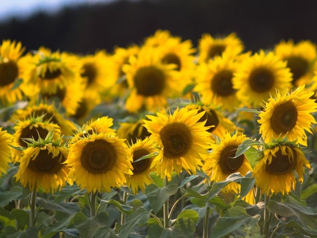 Обои листья, лепестки, подсолнухи, стебли, желтые цветы, leaves, petals, sunflowers, stems, yellow flowers разрешение 1920x1280 Загрузить