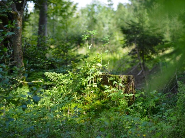 Обои трава, деревья, природа, растения, лес, пень, солнечный свет, grass, trees, nature, plants, forest, stump, sunlight разрешение 4288x2848 Загрузить