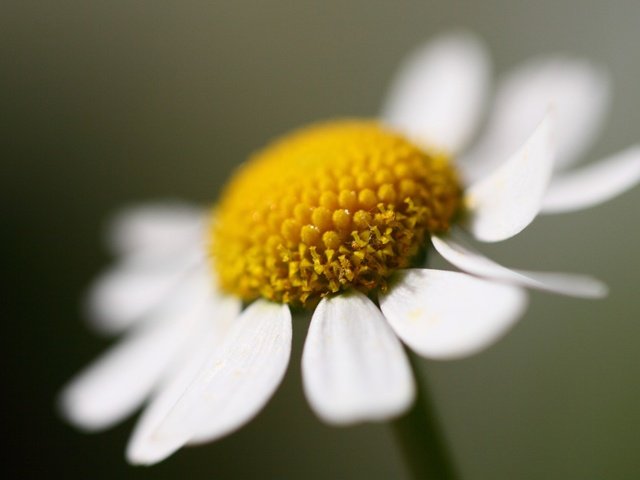 Обои цветы, макро, лепестки, ромашка, белая, flowers, macro, petals, daisy, white разрешение 2560x1600 Загрузить