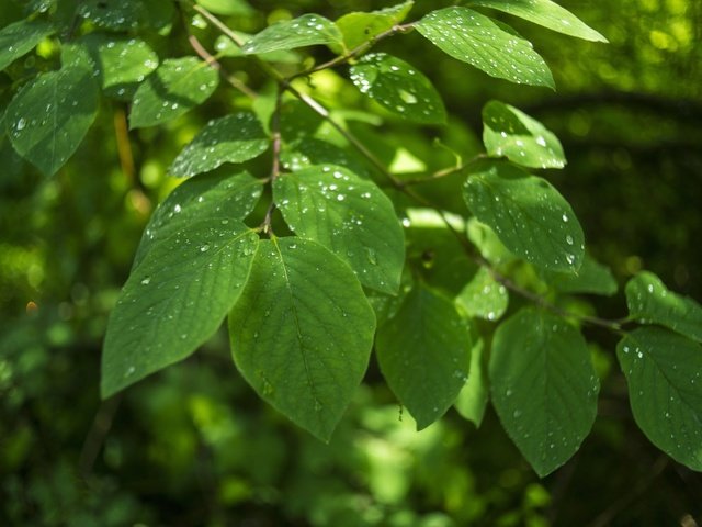 Обои листья, макро, ветки, капли, leaves, macro, branches, drops разрешение 1920x1200 Загрузить