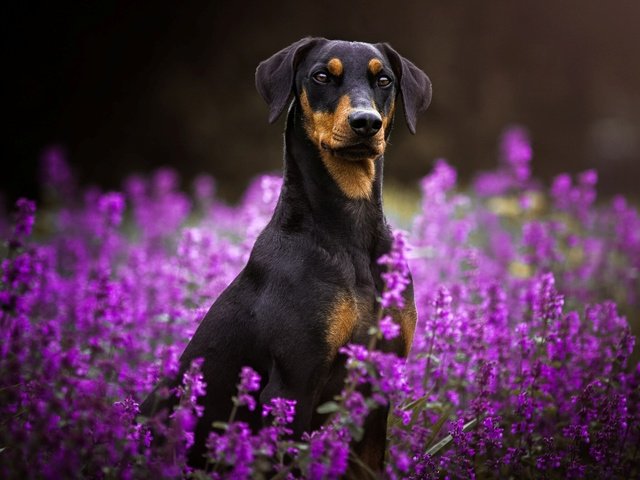 Обои цветы, мордочка, взгляд, собака, пинчер, flowers, muzzle, look, dog, pinscher разрешение 1920x1200 Загрузить