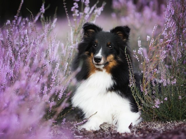 Обои цветы, собака, боке, вереск, шелти, aleksandra kielreuter, шетландская овчарка, flowers, dog, bokeh, heather, sheltie, shetland sheepdog разрешение 2048x1287 Загрузить