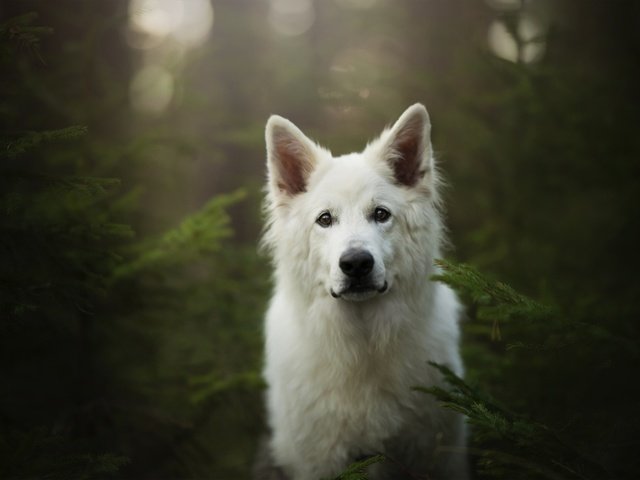 Обои мордочка, взгляд, собака, белая швейцарская овчарка, muzzle, look, dog, the white swiss shepherd dog разрешение 2048x1367 Загрузить