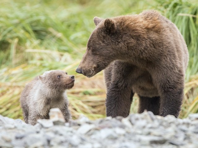 Обои трава, природа, мама, малыш, медведи, grass, nature, mom, baby, bears разрешение 2048x1386 Загрузить