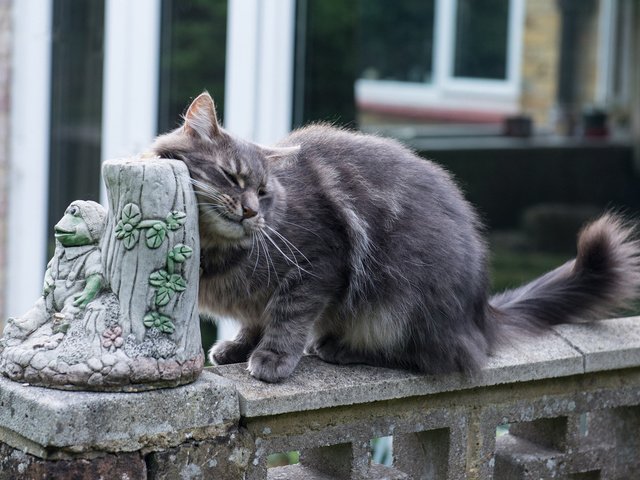 Обои кот, мордочка, усы, кошка, улица, животное, хвост, cat, muzzle, mustache, street, animal, tail разрешение 2048x1387 Загрузить