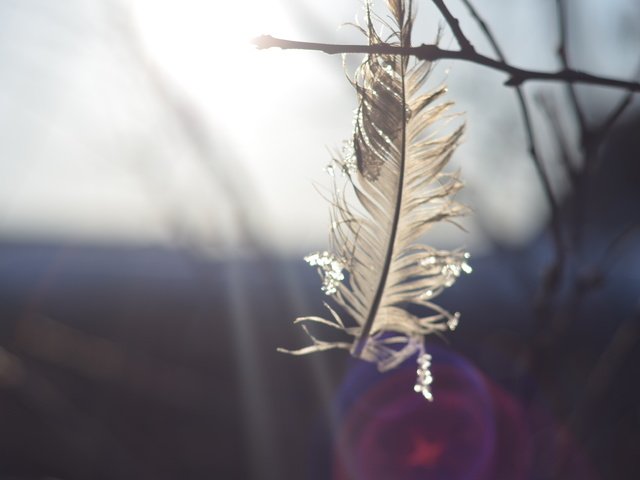 Обои природа, макро, ветки, перья, перо, nature, macro, branches, feathers, pen разрешение 3696x2448 Загрузить