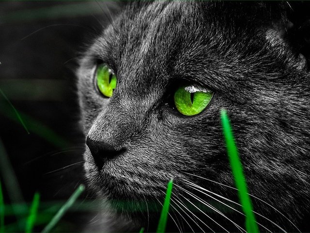 Обои глаза, животные, кот, взгляд, зеленые, eyes, animals, cat, look, green разрешение 1920x1200 Загрузить