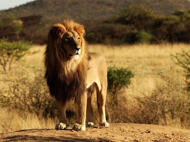 Обои морда, савана, природа, взгляд, африка, хищник, лев, грива, дикая кошка, face, savana, nature, look, africa, predator, leo, mane, wild cat разрешение 2560x1600 Загрузить