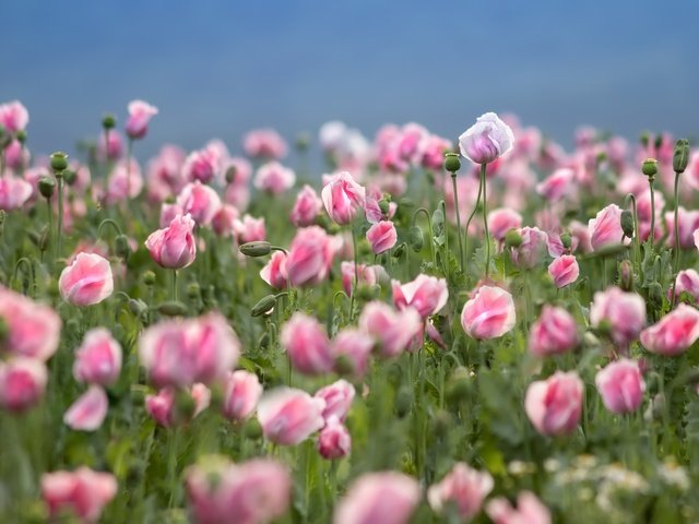 Обои цветы, природа, лепестки, маки, розовые, flowers, nature, petals, maki, pink разрешение 3600x2400 Загрузить