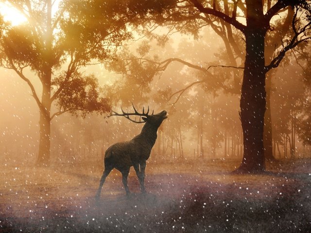 Обои свет, деревья, солнце, лес, олень, рога, light, trees, the sun, forest, deer, horns разрешение 4476x2889 Загрузить