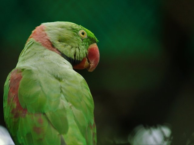 Обои птица, клюв, перья, попугай, кольчатый попугай, bird, beak, feathers, parrot, ringed parrot разрешение 5184x3456 Загрузить