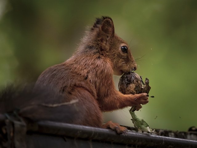 Обои белка, крупный план, орех, белочка, грызун, protein, close-up, walnut, squirrel, rodent разрешение 2048x1152 Загрузить