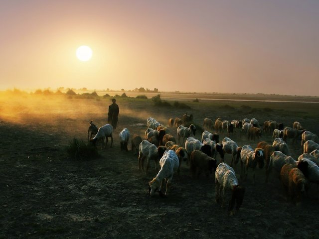 Обои природа, закат, пейзаж, овцы, пастух, отара, nature, sunset, landscape, sheep, shepherd разрешение 3840x2160 Загрузить