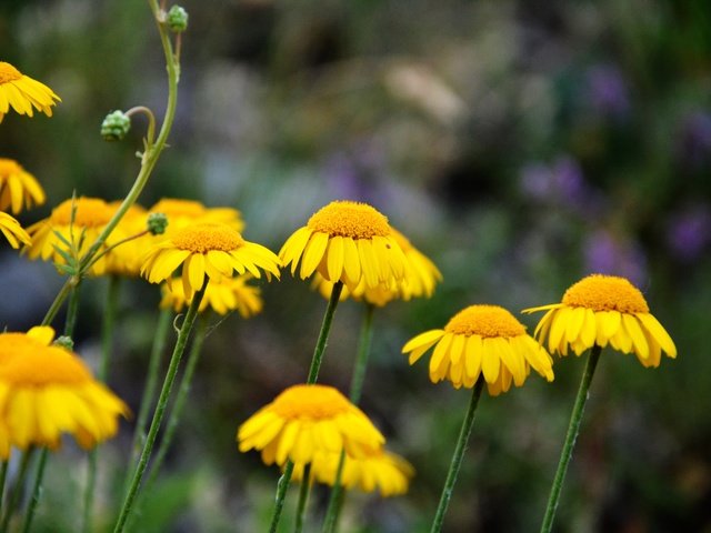 Обои цветы, луг, весна, желтые, полевые цветы, размытие, flowers, meadow, spring, yellow, wildflowers, blur разрешение 6000x4000 Загрузить