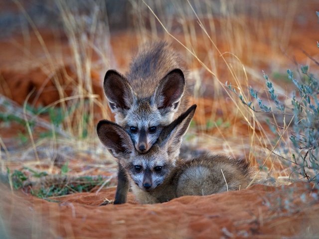 Обои африка, лисята, ботсвана, большеухая лисица, africa, cubs, botswana, bat-eared fox разрешение 1920x1080 Загрузить