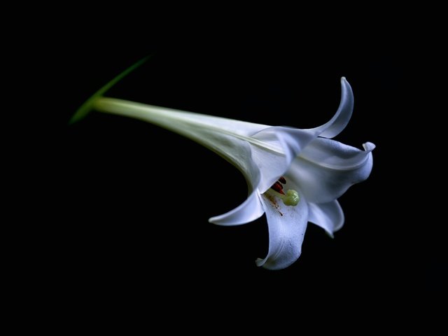 Обои цветок, белый, лилия, бутон, черный фон, lilium candidum, flower, white, lily, bud, black background разрешение 7360x4912 Загрузить