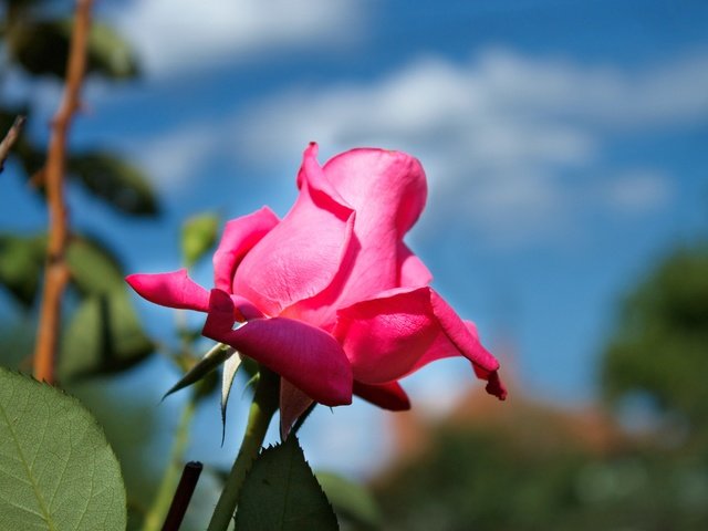 Обои небо, цветок, роза, лепестки, бутон, розовая роза, the sky, flower, rose, petals, bud, pink rose разрешение 4272x2848 Загрузить
